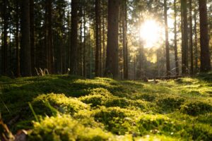 Investir dans les bois et forêts : un placement patrimonial qui allège l&rsquo;impôt